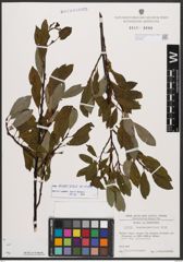 Salix bicolor Ehrh. ex Willd.